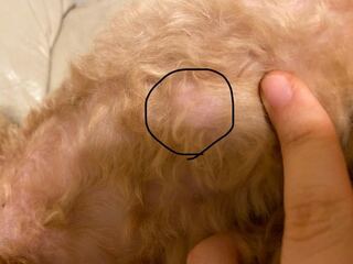 犬のしこり 肋骨の下の方にぷにぷにとしたしこりを見つけました Yahoo 知恵袋