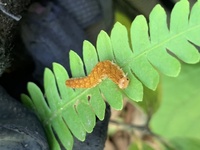 森の中で可愛い芋虫を見つけましたなんの幼虫かわかりますでしょうか Yahoo 知恵袋