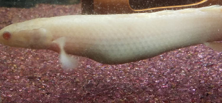 60cm水槽にポリプテルスセネガルス2匹 どちらもcm程度 Yahoo 知恵袋