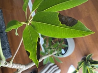 ツピタンサスについてです 2ヶ月ほど前に購入したのですが日が経つにつれて写真 Yahoo 知恵袋