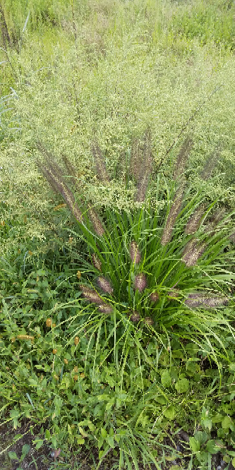 この猫じゃらしみたいな植物の名前を教えて下さい チカラシバです Yahoo 知恵袋