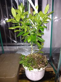 ベランダの植木に自然に発芽したレモンです昨年７月の発芽から まる１ Yahoo 知恵袋