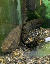 この牙魚の正式な名前をご存知の方いらっしゃいますか タイガーホーリーブラック Yahoo 知恵袋