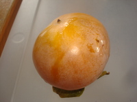 柿の木の消毒時期はいつですか 新芽の出ている今は消毒しても意味がないで Yahoo 知恵袋