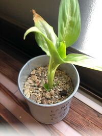 新しい芽 ディフェンバキアを育てて2ヶ月くらいが経ちます。 - 下から