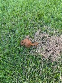 朝庭にありました ハクビシンの糞でしょうか Yahoo 知恵袋