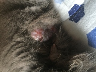 少しグロい画像が貼ってあります 猫の病気についての質問です 2ヶ月程前から Yahoo 知恵袋