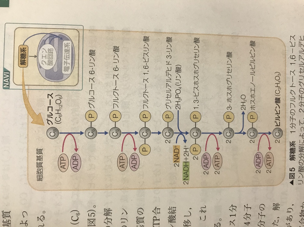 グリセリン 酸 ホスホ