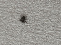 家の中にいたのですが このクモの種類を教えてください ハエトリグモ Yahoo 知恵袋