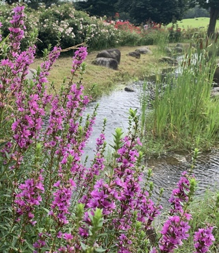 ピンクのラベンダーみたいな花 川の中から咲いていました なんの花でしょうか Yahoo 知恵袋
