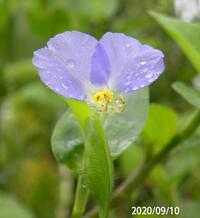 露草の花びらの色が薄い花がありました この薄さの原因は咲いたばかりだからです Yahoo 知恵袋