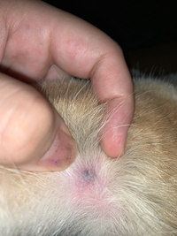 犬の目の上にできものがあります 最近気づきました いつできたの Yahoo 知恵袋