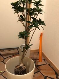 観葉植物のボトルツリーを育てています 1年前くらいに10cmくらいだった Yahoo 知恵袋