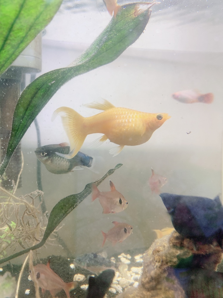 ブラックモーリー 妊娠 に関するq A Yahoo 知恵袋