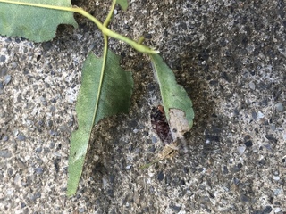 この毛虫は何という虫ですか モッコウバラについています べニカスプレーをかけ Yahoo 知恵袋