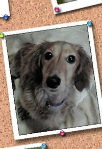 写真の愛犬は7年前旅立ちましたが スマホの写真を見ると涙がこぼれ
落ちるのは変でしょうか？