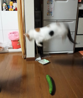 猫にきゅうりをしのばせると 激しく驚いて飛び跳ねたりするようですがまったくび Yahoo 知恵袋