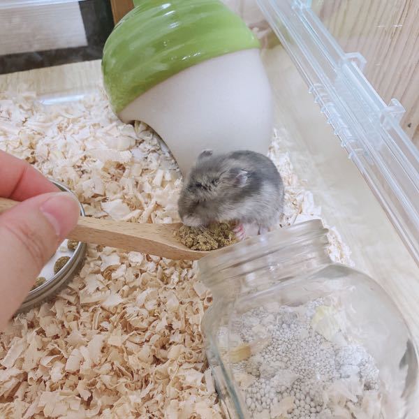 目が開かない ハムスターの病気 症状の原因と飼い主ができること Eparkペットライフ