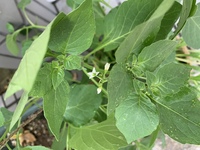 台風対策のために庭の植木鉢を室内の取り込みましたがアリや 夜になるとナメクジが Yahoo 知恵袋