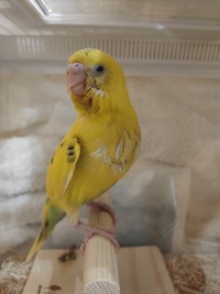 マメルリハ飼いたいなぁーと思っていたのですが縁あってセキセイインコ Yahoo 知恵袋