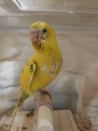 マメルリハ飼いたいなぁーと思っていたのですが縁あってセキセイインコ Yahoo 知恵袋