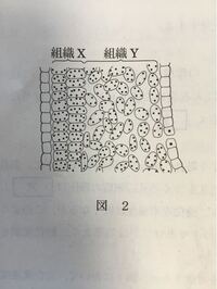 図2は葉の断面図です 気孔はこの図でいう サイドの四角い細胞を指し Yahoo 知恵袋