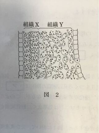 図2は葉の断面図です 気孔はこの図でいう サイドの四角い細胞を指し Yahoo 知恵袋