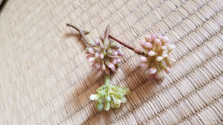 Daisoのフェイクグリーン こちらの花かツボミの造花を探しています 1 Yahoo 知恵袋