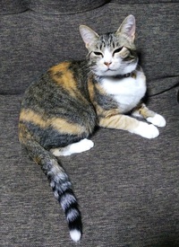 猫の種類を教えてください 我が家の猫ですが保護猫で飼った時はキジト Yahoo 知恵袋