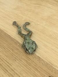 至急お願いします 部屋に迷い込んだカエル今にも死にそうです Yahoo 知恵袋