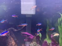 アナカリスの根っこについて さきほどアナカリスを買ってきましたが 根が Yahoo 知恵袋