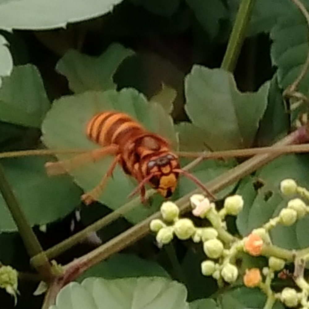 ヤブガラシの花にいる蜂 ハチ の種類を教えて下さい スズメバチの中のキイロス Yahoo 知恵袋