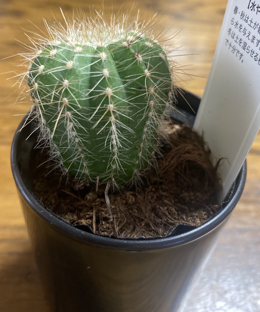 サボテンの植え替えについて。夏ごろマグニフィクスという小さな