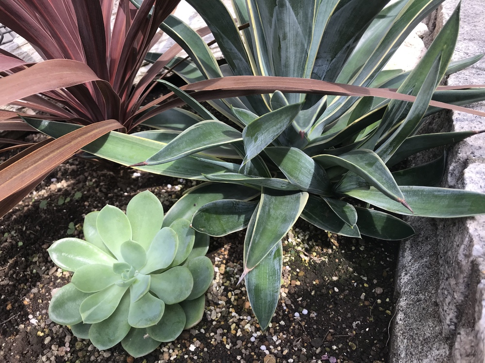 アガベベネズエラ(アテナータ)について質問です。 - 地植えで育てて 