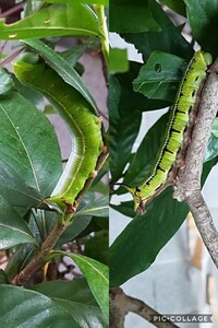 オオスカシバの幼虫は クチナシの花しか食べないんでしょうか 葉っぱは食 Yahoo 知恵袋