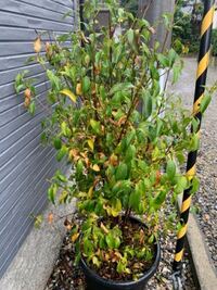 本榊が枯れた 枯れそう です どう対応したら良いかわかりません アドバ Yahoo 知恵袋