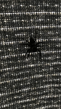 部屋に蜘蛛がわいたのですが こいつってそのまま放しておいても大丈夫です Yahoo 知恵袋