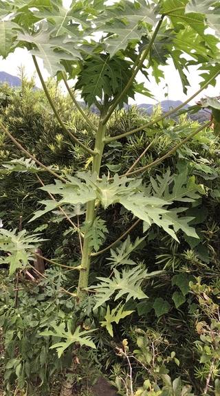 この植物の名前を教えてください 庭の花壇 野菜も植えてます にこんなモノが生 Yahoo 知恵袋