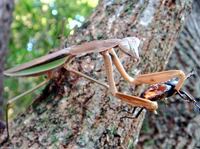 カブト虫やクワガタ虫は カマキリの捕食対象になりますか ならない Yahoo 知恵袋