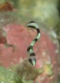 この写真の魚の名前はなんでしょうか アジアコショウダイの幼魚にそっくり Yahoo 知恵袋