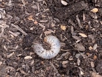 プランターから幼虫が沢山出てきましたが 何の幼虫でしょうか 5cm程の幼虫で Yahoo 知恵袋