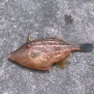 本日釣りに行った際に釣った魚です 形はウマズラハギなのですが Yahoo 知恵袋