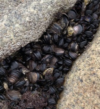 よく海の岩にいるこの黒い貝はなんて名前の貝ですか イガイですか また 食 Yahoo 知恵袋