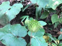 福島の里山で見かけた植物です アザミの花の蕾に似た感じです 名前を教えて下さ Yahoo 知恵袋