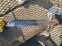 これはなんの魚ですか ベラの仲間っぽいですが尾がひらひらして Yahoo 知恵袋