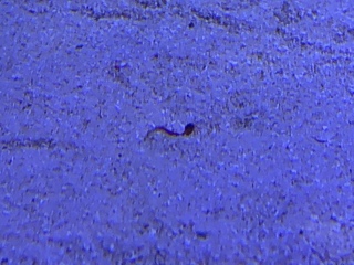 海水魚水槽を夜除くと砂の上に赤いボウフラみたいなのがいました Yahoo 知恵袋