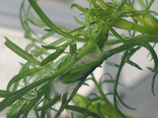 何かの虫の卵でしょうか コスモスの葉にこのような白い膜がはられてました 蜘蛛 Yahoo 知恵袋