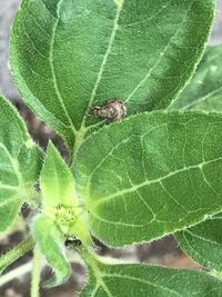 ひまわりを育てています ひまわりの葉にこの写真中央の茶色の虫がつい Yahoo 知恵袋
