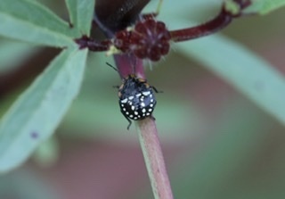 写真の虫は ミナミアオカメムシの幼虫でしょうか それともアオクサカメムシの幼 Yahoo 知恵袋