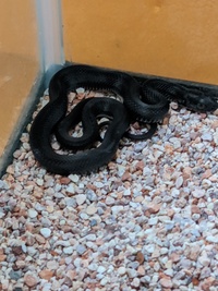 この黒い蛇の種類はなんですか。自宅の掘りごたつにいて咄嗟に捕まえました。 